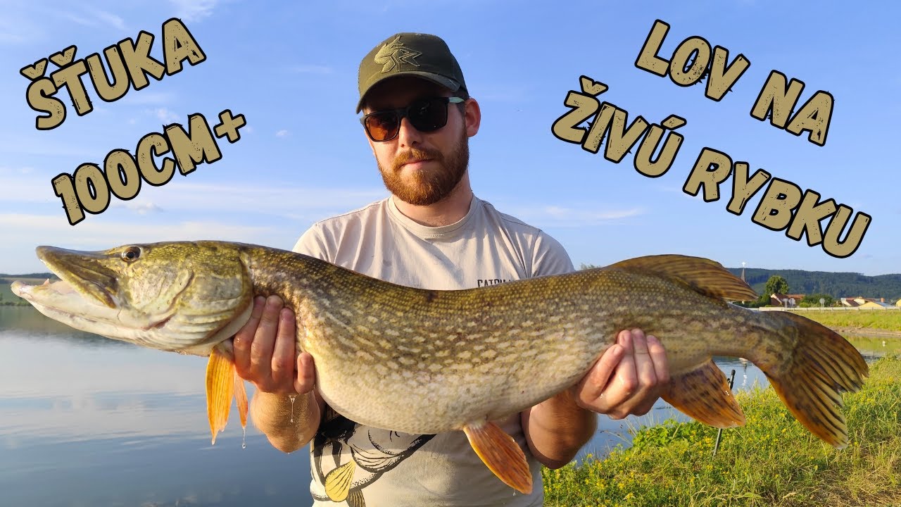 Lov Šťuky na živú rybku 🎣 METROVÁ ŠŤUKA 💥