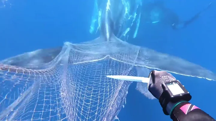 Rescuing a huge whale from the net. A baby whale asked divers for help - DayDayNews