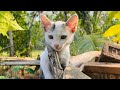 Cute baby cat relaxing in style cat catlover cat.s animals