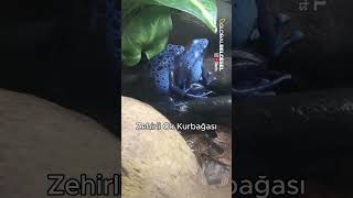 Tatlı Ama Ölümcül Bu Hayvanlara Sakın Dokunma Imdakikadabilgi