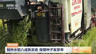 [三农长短说]贵州松桃 制种水稻八成熟采收 保障种子发芽率|农业致富经 Agriculture And Farming