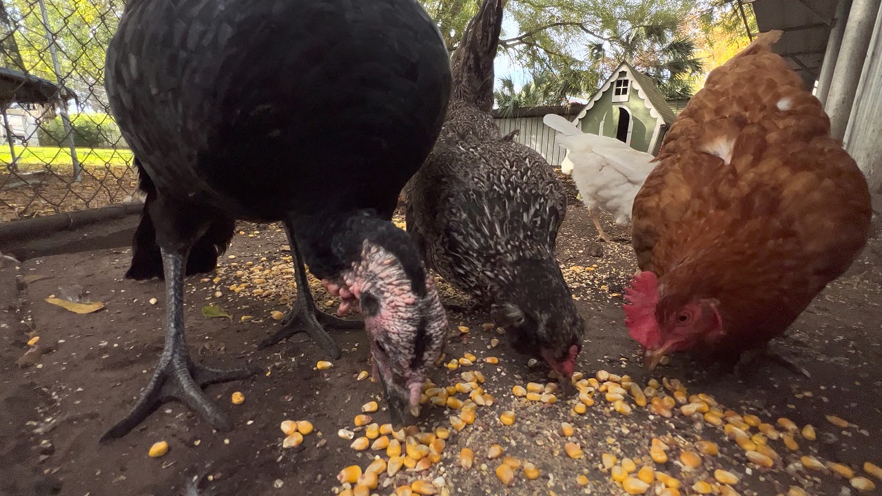 Snack time .. ducks 🦆 geese chickens 🐓 rooster turkey 🦃 chick… TexasGirly1979 YouTube