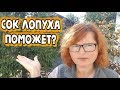 Сок лопуха поможет при кистах? Почему не всегда работают народные рецепты здоровья