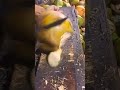 coconut peeling technique with a machete