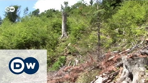 Romania: Deforestation in the Carpathians | Focus on Europe