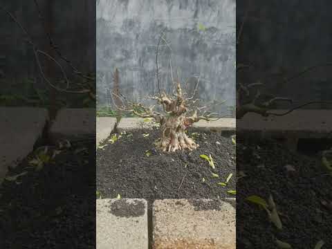 water Jasmine bonsai,wrightia