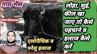 गाय भैंस लोहा सुई कील खा जाए तो कैसे पहचाने! व इलाज कैसे करें|| Pashuon iron kha jaaye treatment