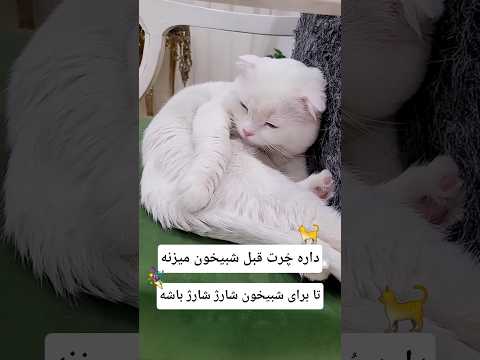 چرا یه جوری میخوابه که من زهرترک شم  خندارترین ویدیو خندهدار ویدیوفان   