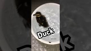 Duck so cute #pachobull #duck #mypetdn #cute #歌曲推荐 #funny #animals #アヒル #あひる #shots