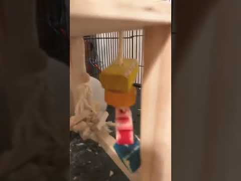 Chinchilla boys poops