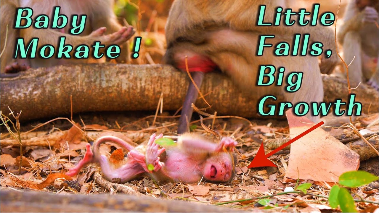 Mama Monkey Moka Watches Baby Mokate Learn to Walk Alone  Emotional & Natural Growing Moment