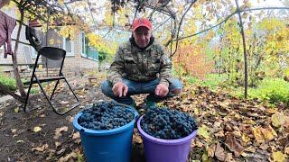 картинка: Напівсолодке ДОМАШНЄ ВИНО, осінь не перестає дивувати!!!!!!!!!!