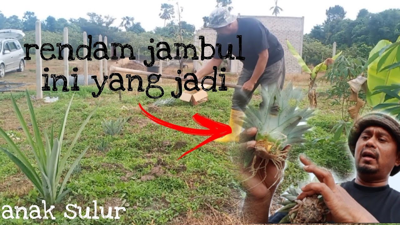 [Episod439] jambul nanas dah berakar. inilah perbezaan yang jelas anak sulur dan anak jambul.