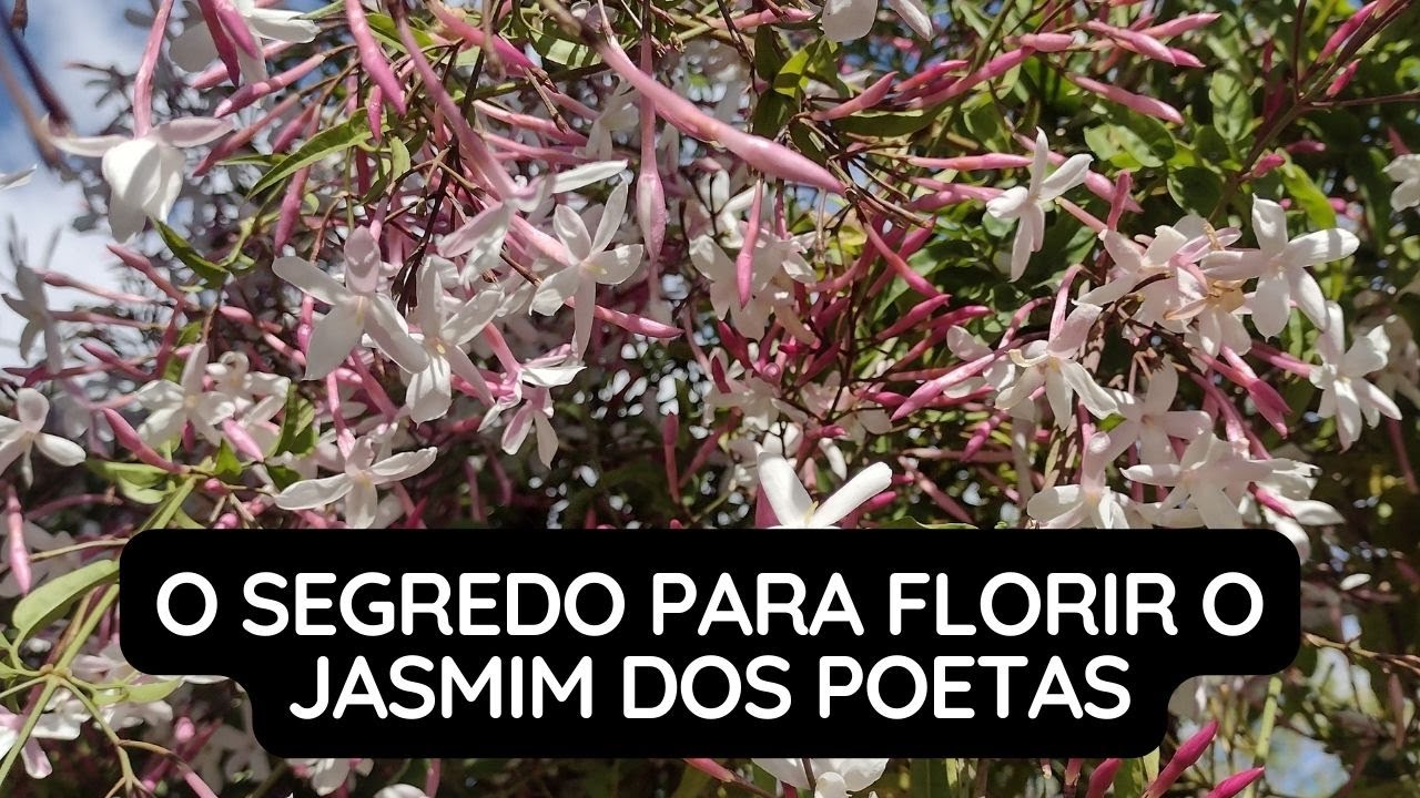 O Segredo Para Florir a Planta Jasmim dos Poetas - thptnganamst.edu.vn