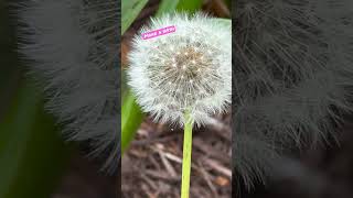Make a Wish #dandelions #shorts #flowerseeds #flowers #wild