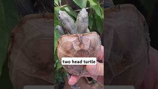 two-headed turtle #shorts #youtubeshorts #shortvideo #turtle #weird #animals