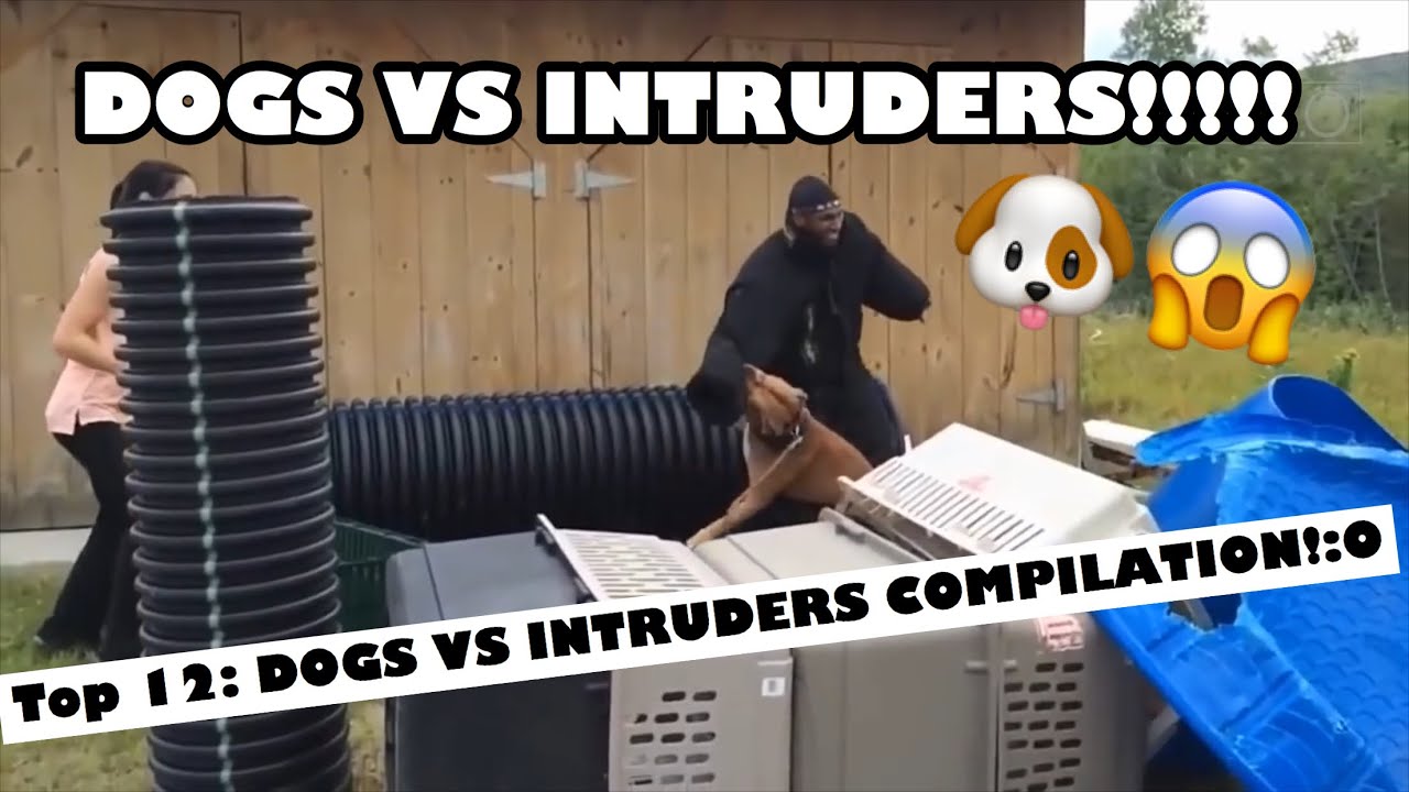 TOP 12 FUNNY DOGS VS INTRUDERS COMPILATIONS!! What does dogs do to
