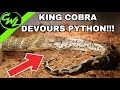 KING COBRA EATS FLORIDA PYTHON!!!