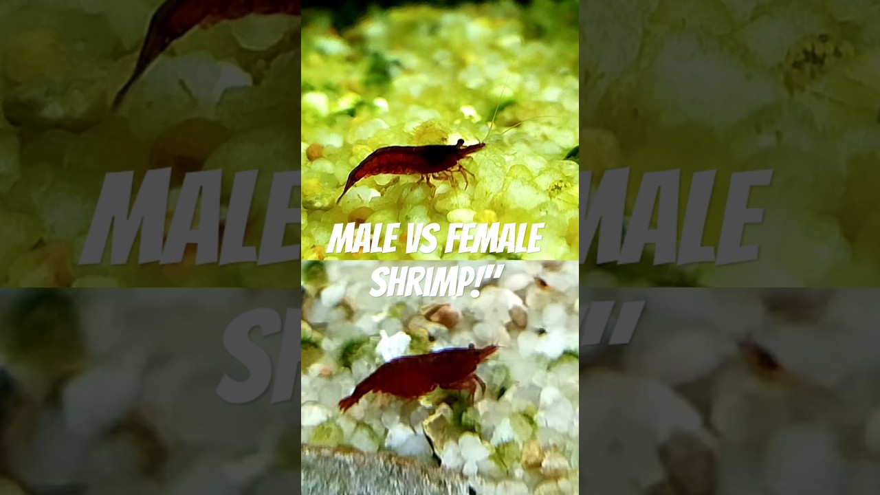 Male vs Female Red Cherry Shrimp (Fast Guide!)