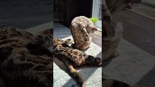 Bengal Duo: Clean Mode vs. Sun Mode 😸😻