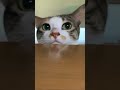 〈テスト〉可愛すぎたまもちゃん