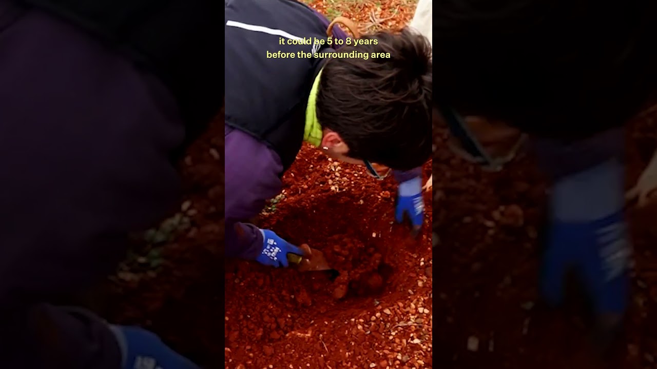 Why are Truffles so expensive?