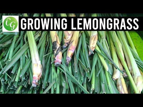 Wideo: Lemongrass Chinese. Roślina XXI Wieku - 1