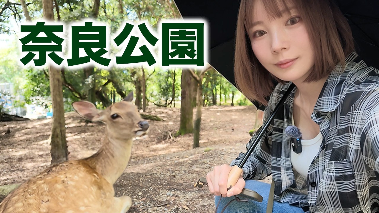 Tanuki Island】I Visited the Island Where Over 2,000 Tanukis Live