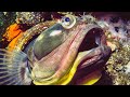 Sarcastic fringehead fights for territory  life  bbc earth