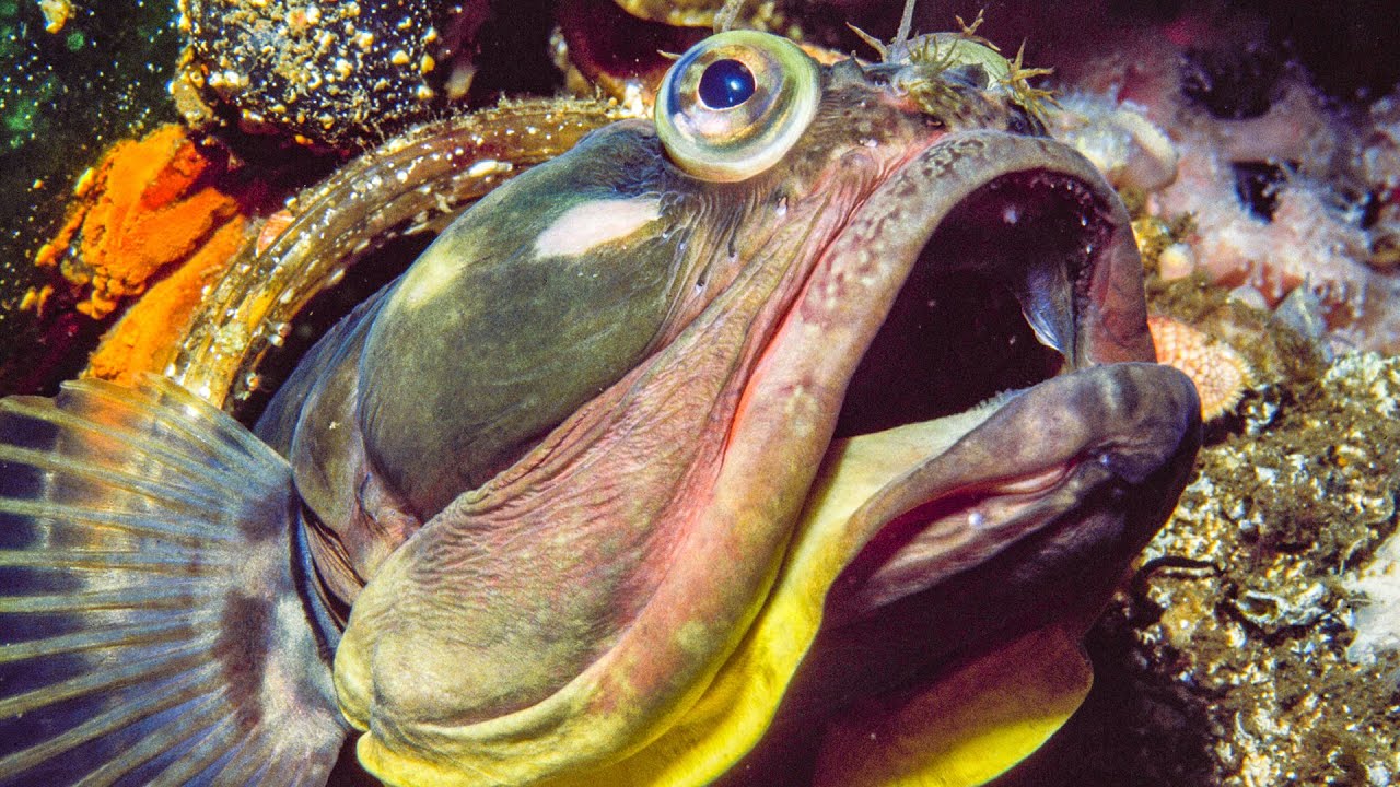 Sarcastic Fringehead Fights For Territory | Life | BBC Earth - YouTube