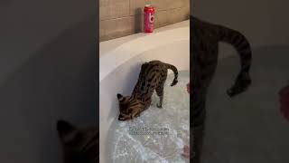 Bath time is WIAD with Zeus @bangenergy# #cat #1000subscriber