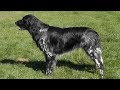 Dog Breed Video: Large Munsterlander の動画、YouTube動画。