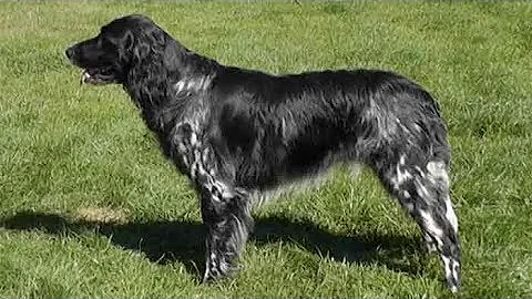 Dog Breed Video: Large Munsterlander