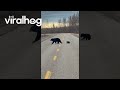 Driver Encounters Momma Bear and Adorable Cubs || ViralHog