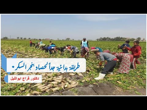طريقة بدائية جدا لحصاد محصول بنجر السكر في إحدى قري الصعيد