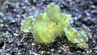 Melibe Nudibranch Lembeh strait HD