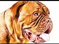 French Mastiff brief history Dogue de Bordeaux Brief History breed of dog lovers dogs facts origins