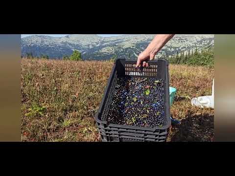 Черника сбор урожая.