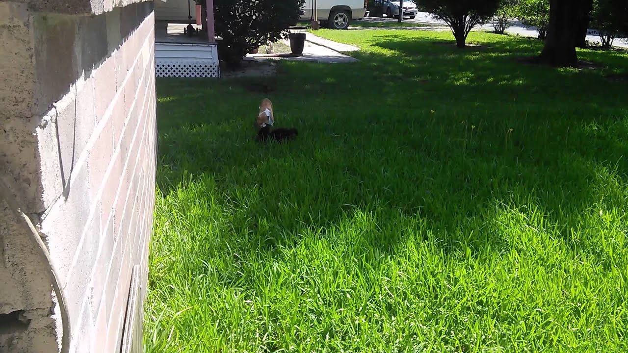 A Big Catch For A Little Stray Kitten Youtube