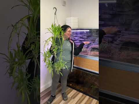تصویری: گیاه لاک پشت چیست: چگونه گیاهان لاک پشت را در داخل خانه پرورش دهیم