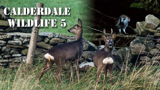 Calderdale Wildlife 5