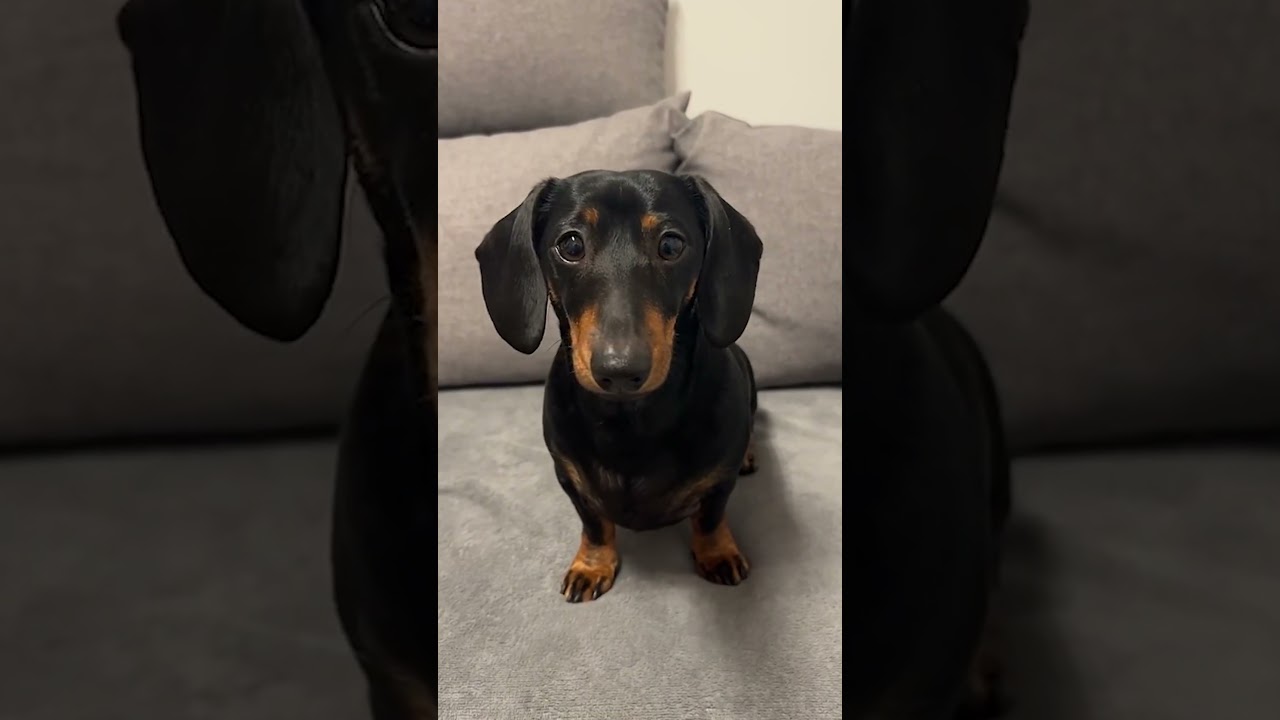 O CACHORRO esticado no PHOROSHOP!