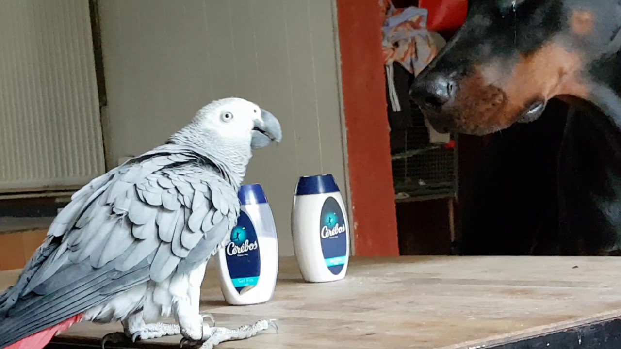 Pepito Le Perroquet Qui Dispute Un Dobermann