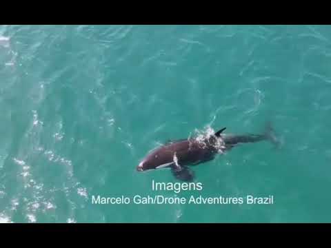 Orcas fazem show da natureza perto de praia em Arraial do Cabo