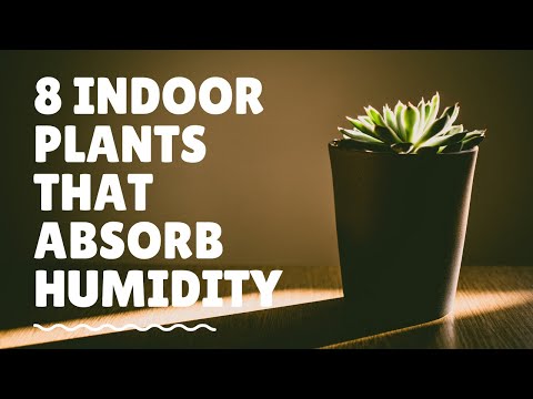 वीडियो: ह्यूमिडिटी एब्सॉर्बिंग हाउसप्लांट्स - ऐसे कौन से पौधे हैं जो ह्यूमिडिटी को एब्जॉर्ब करते हैं