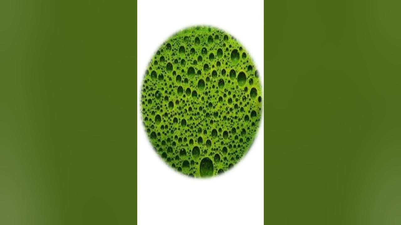 CHLOROPHYLLSHORTSCIENCEWHAT IS CHLOROPHYLLncertcbse thetutor