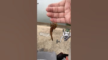 Câu cá Bống #fishing