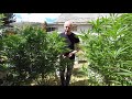 Welcome To My Grow Show | Chef B's Trailer