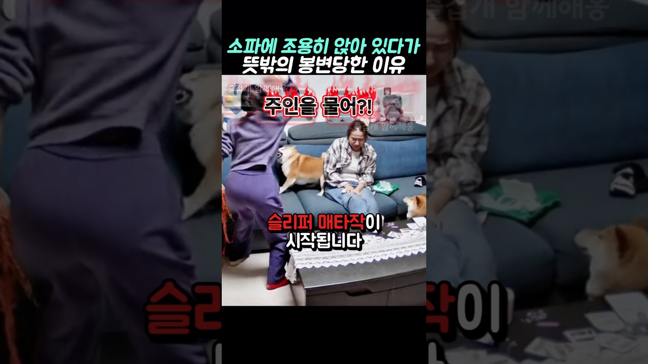 소파에 조용히 앉아 있다가 뜻밖의 봉변당한 이유