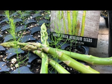 Video: Šparagų augalų dauginimas – šparagų auginimas iš sėklų arba padalijimas